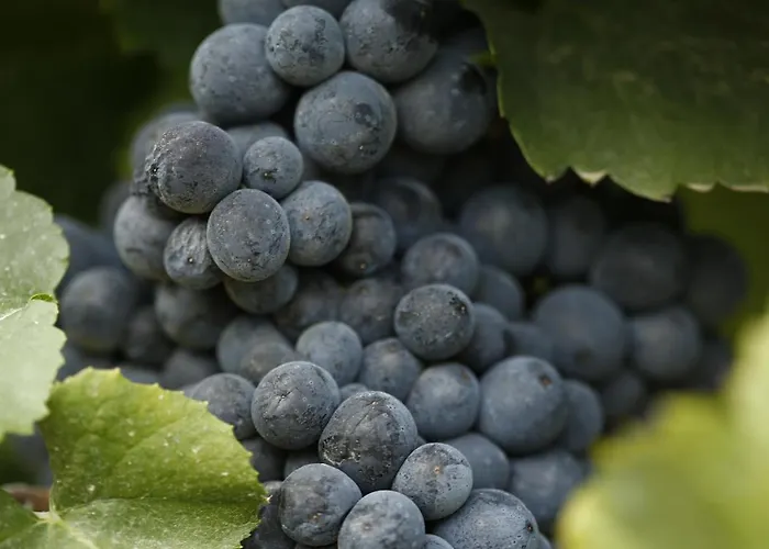 Casa Da Piscina, Quinta Do Espinho, Douro Valley Tabuaço